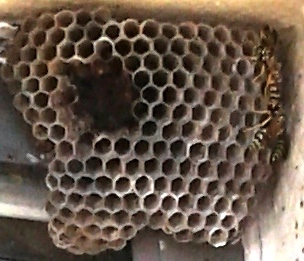 wasp-nest-close